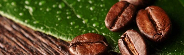 close up of four brown coffee beans on top of a green leaf